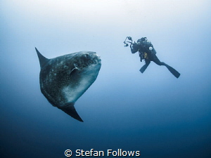 Mola Moment. Southern Ocean Sunfish - Mola ramsayi. Gilli... by Stefan Follows 